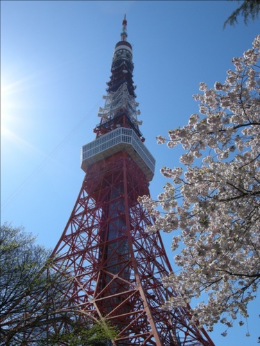 14東京タワー桜.JPG